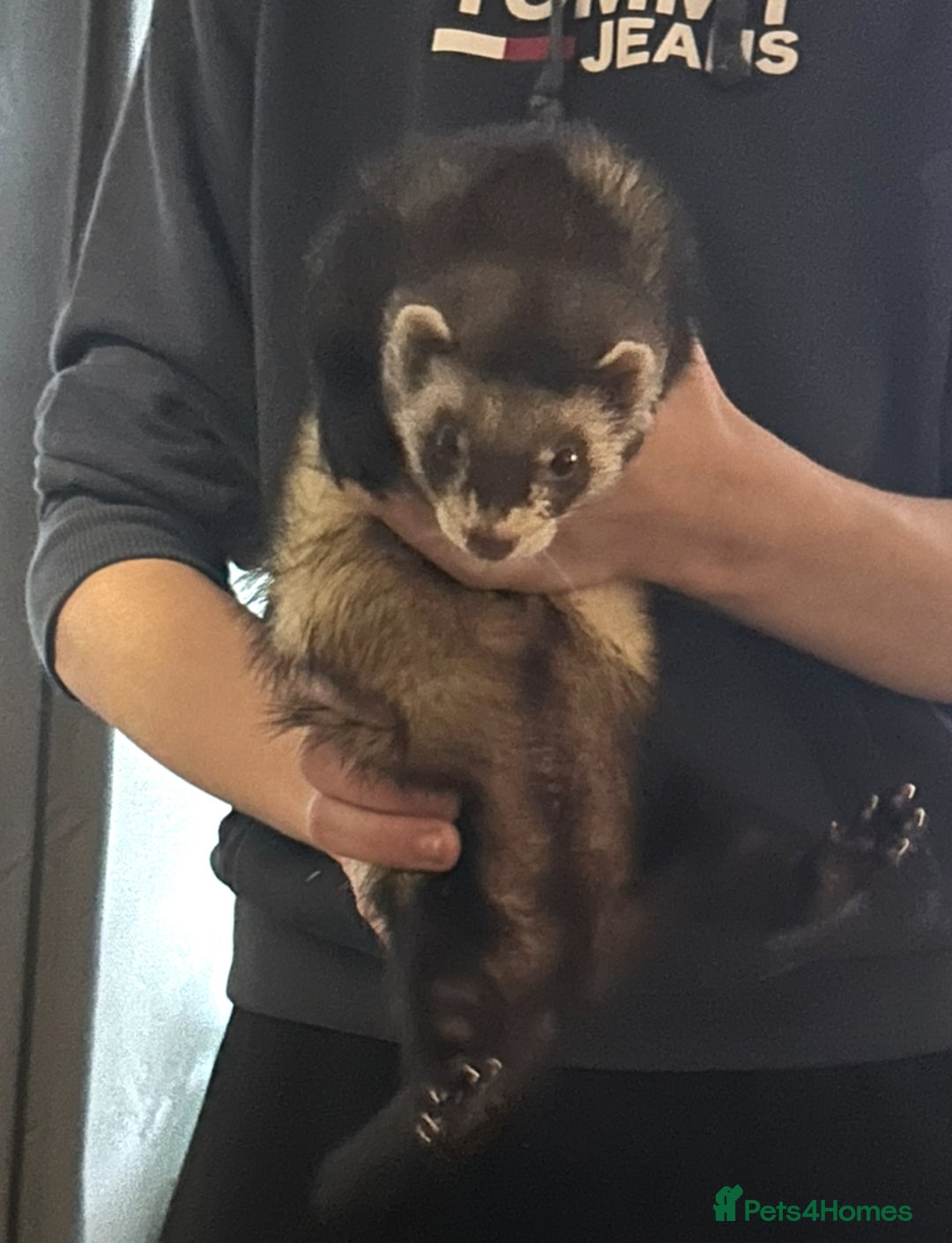 Ferret rodents for sale: Trio of micro and trio of standard ferrets - Image 4