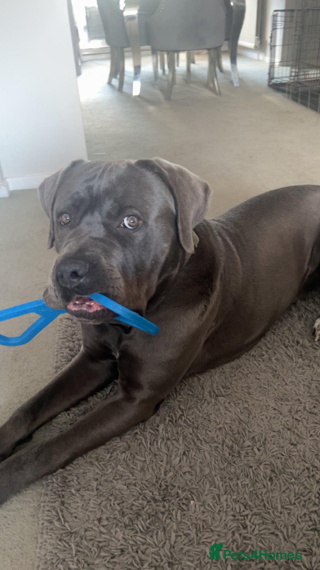 Cane Corso dogs for sale: 3 year old cane corso - Advert 2