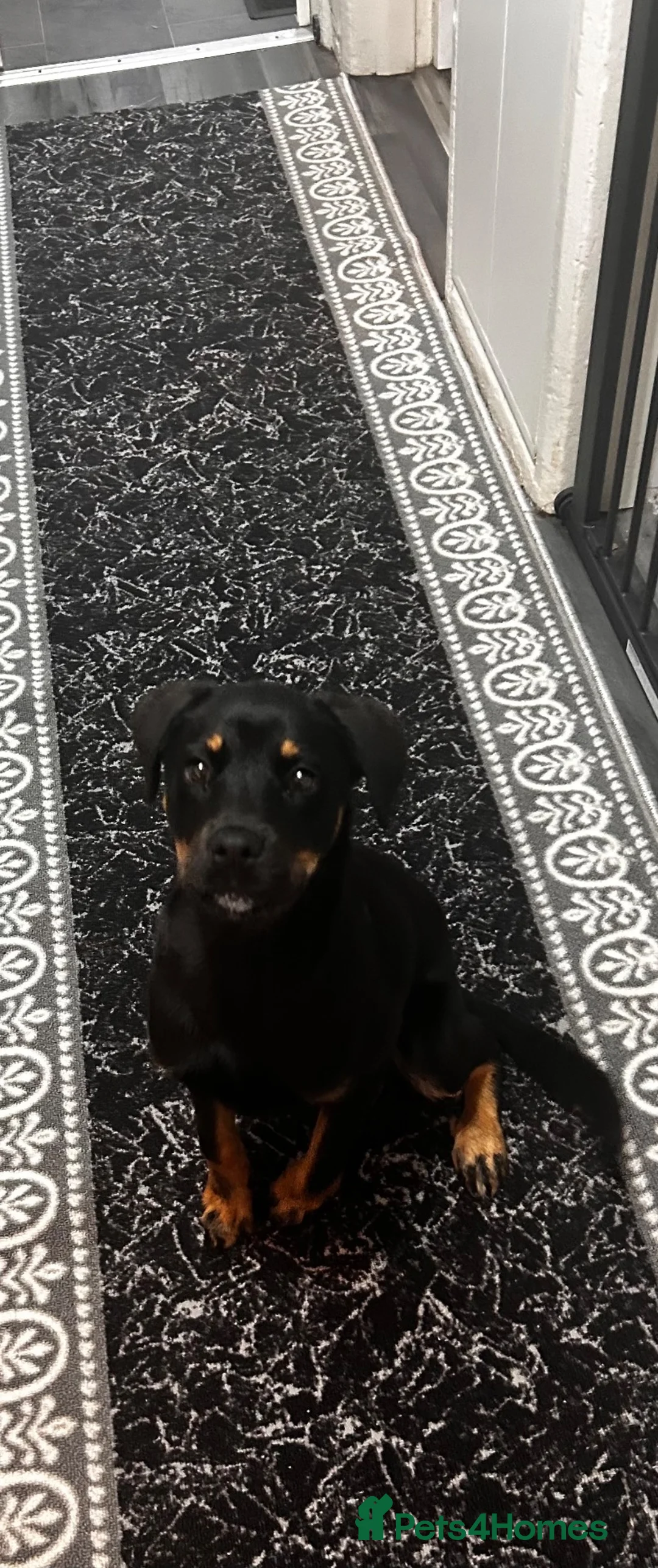 Rottweiler dogs for sale: Rottweiler  - Advert 2