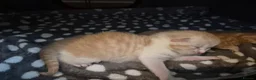Mixed Breed cats for sale: Maine coon X BSH Kittens in Droitwich - Advert 5
