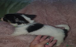 Chihuahua dogs for sale: Tri coloured longcoat apple head - Image 19