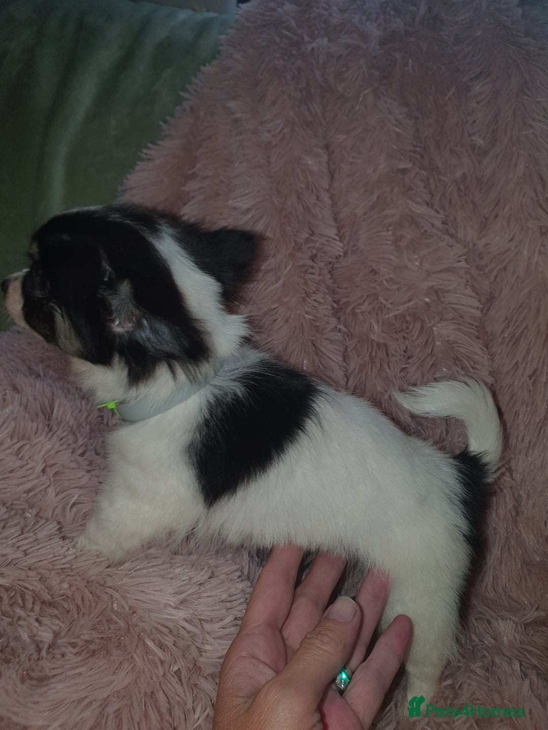 Chihuahua dogs for sale: Tri coloured longcoat apple head - Image 19