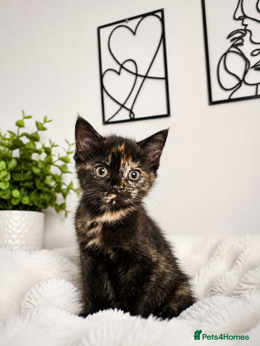 Mixed Breed cats Female kitten for sale  - Advert 4
