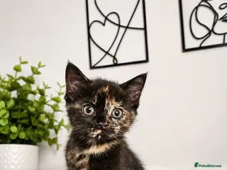 Mixed Breed cats Female kitten for sale - Advert 4