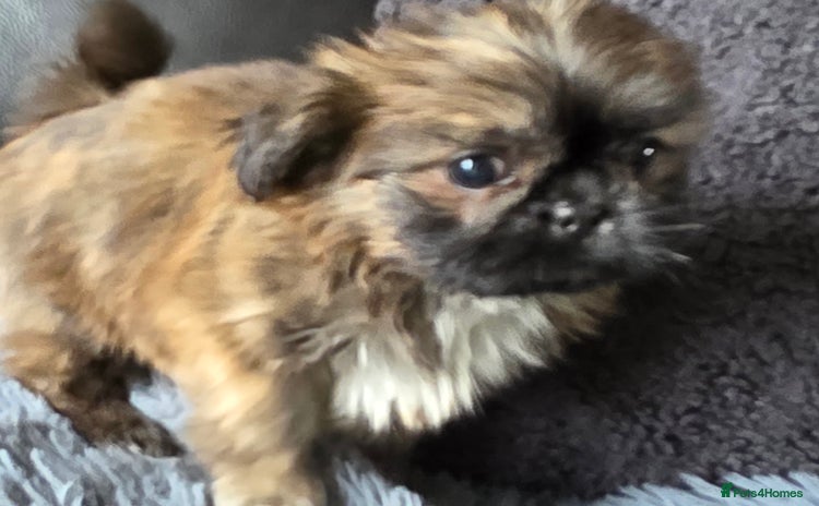 Shih Tzu dogs - Advert 12
