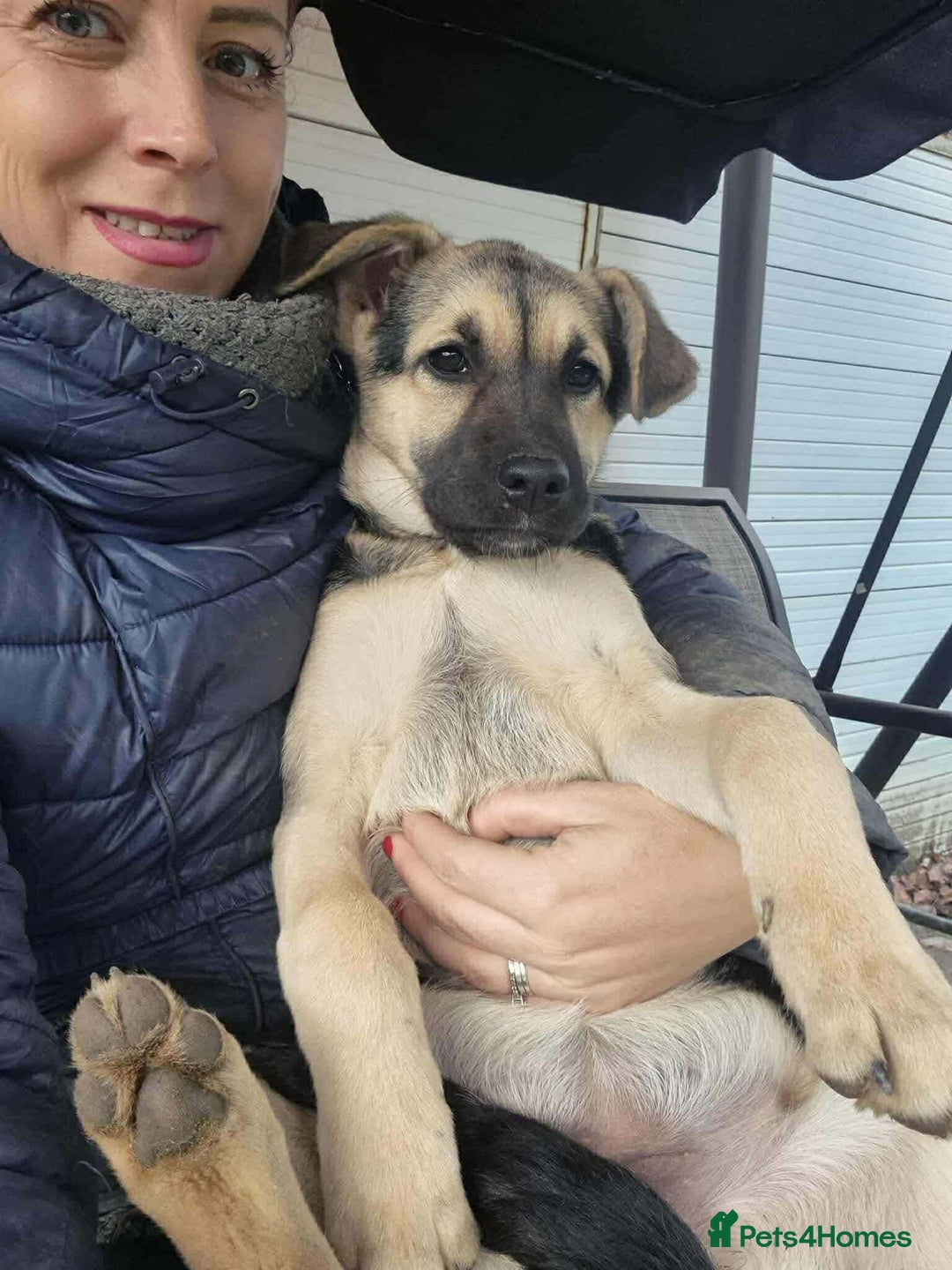 Mixed Breed dogs for adoption: LILY - gentle pup/friendly/good with kids/loving - Advert 2