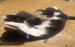 Mixed Breed cats for sale: Half British Short Haired Kittens - Image 13