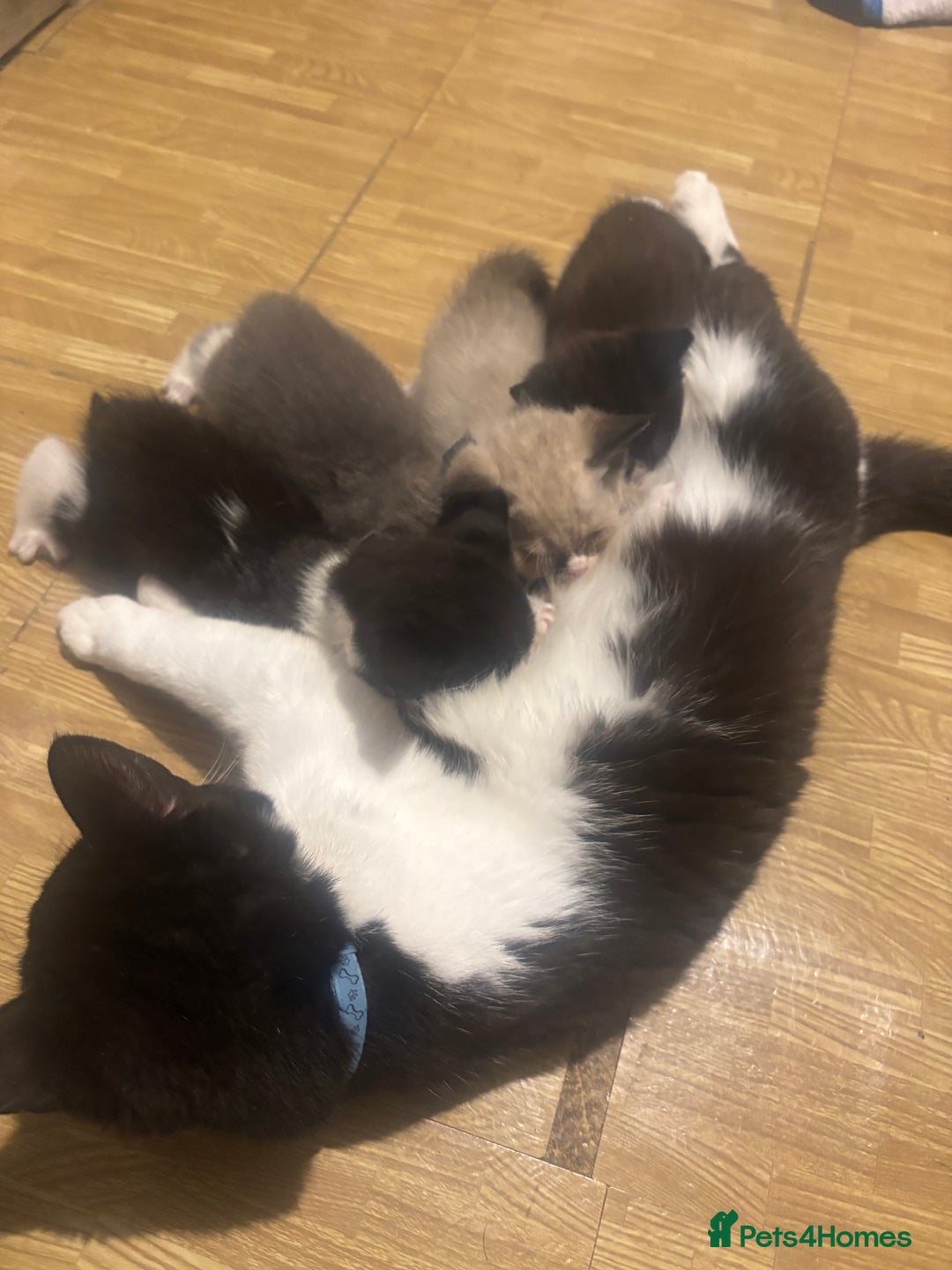 Mixed Breed cats for sale: Half British Short Haired Kittens - Image 13