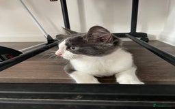 Domestic Shorthair cats for sale: Beautiful Grey & White Kitten for Sale - Image 6