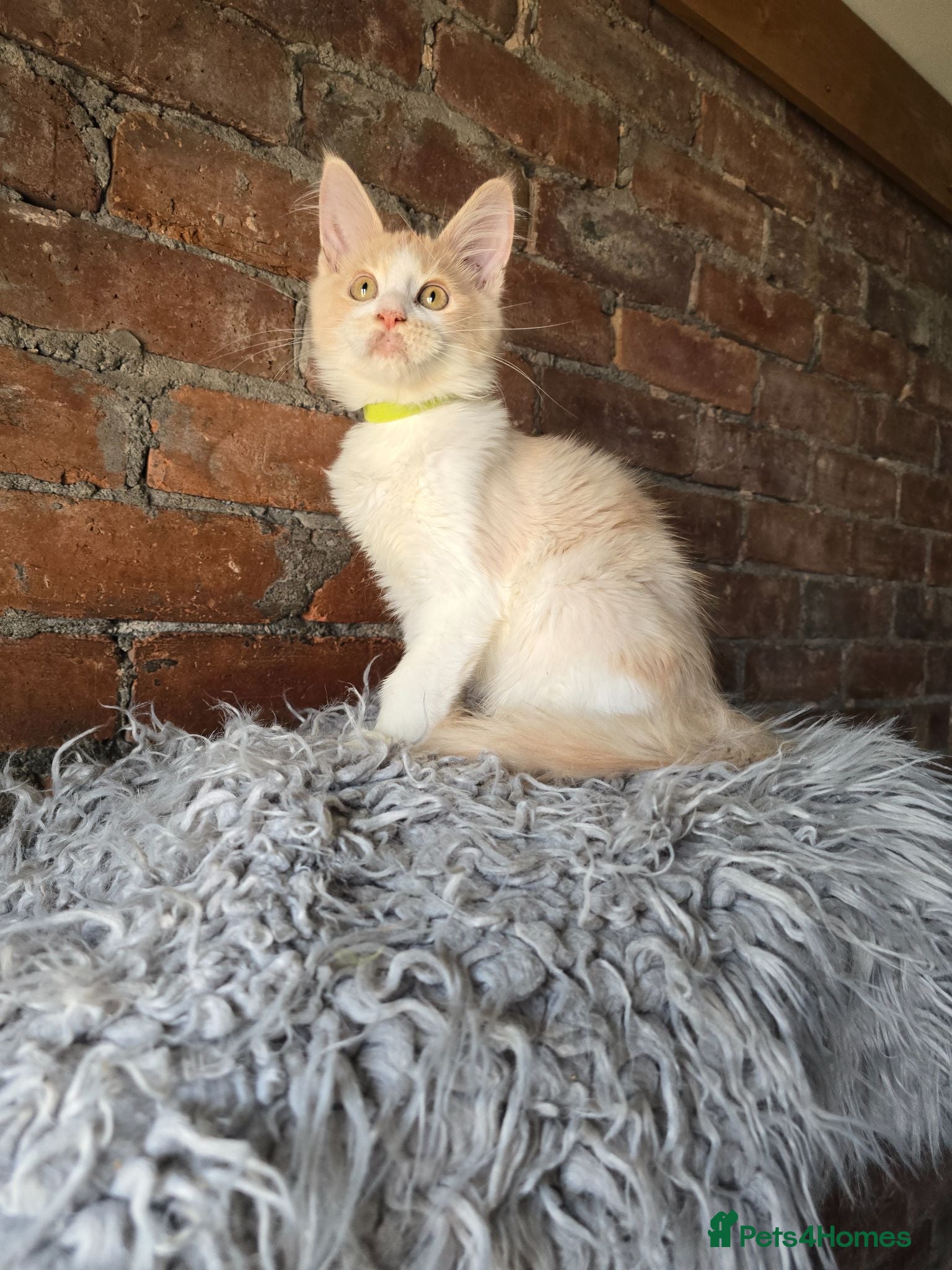 Maine Coon cats Ready Now TICA Boy  Maine Coon  - Advert 18