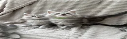 Maine Coon cats for sale: Maine coon TICA black silver tabbies  - Advert 1