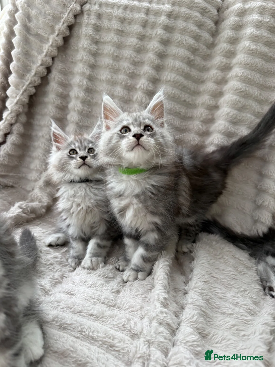 Maine Coon cats for sale: Maine coon TICA black silver tabbies  - Advert 1