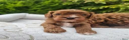 Cavapoo dogs for sale: Cavapoo puppies (toy)DNA CLEAR - Advert 18
