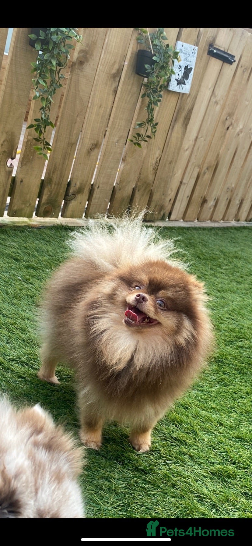 Pomeranian dogs 🐻 LILAC AND TAN TINY TEDDY BEAR FACED BOY 🐻  - Advert 12