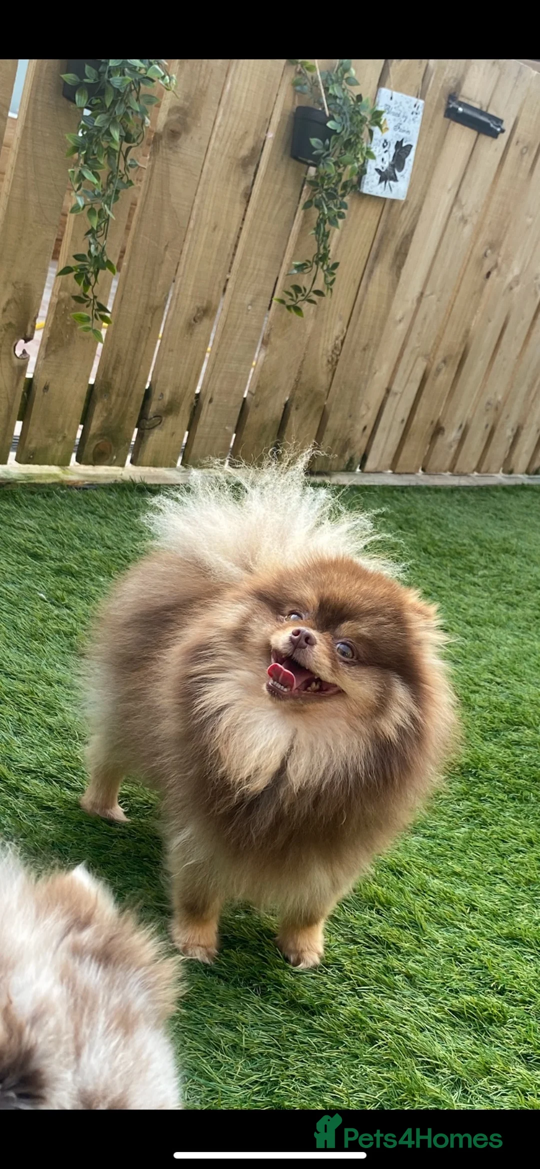 Pomeranian dogs for stud: 🐻 LILAC AND TAN TINY TEDDY BEAR FACED BOY 🐻  - Advert 1