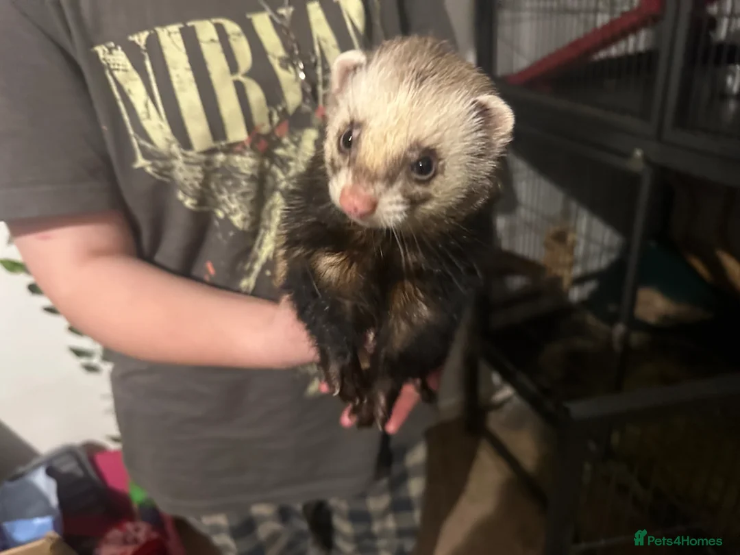 Ferret rodents for sale: Male ferret in Birmingham - Advert 1