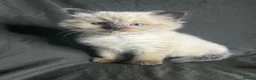 Ragdoll cats for sale: Ragdoll kittens - Advert 7
