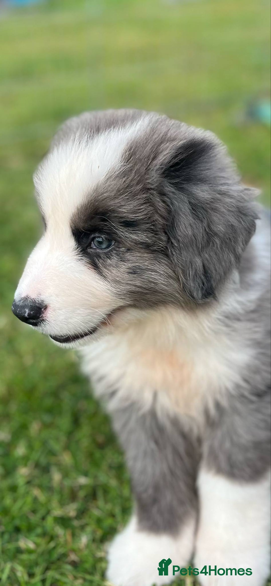 Bernese Mountain Dog dogs for sale: Stunning Chunky Bordernese Puppies - Image 30