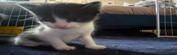 Mixed Breed cats for sale: 4 boy kittens still available  - Advert 12