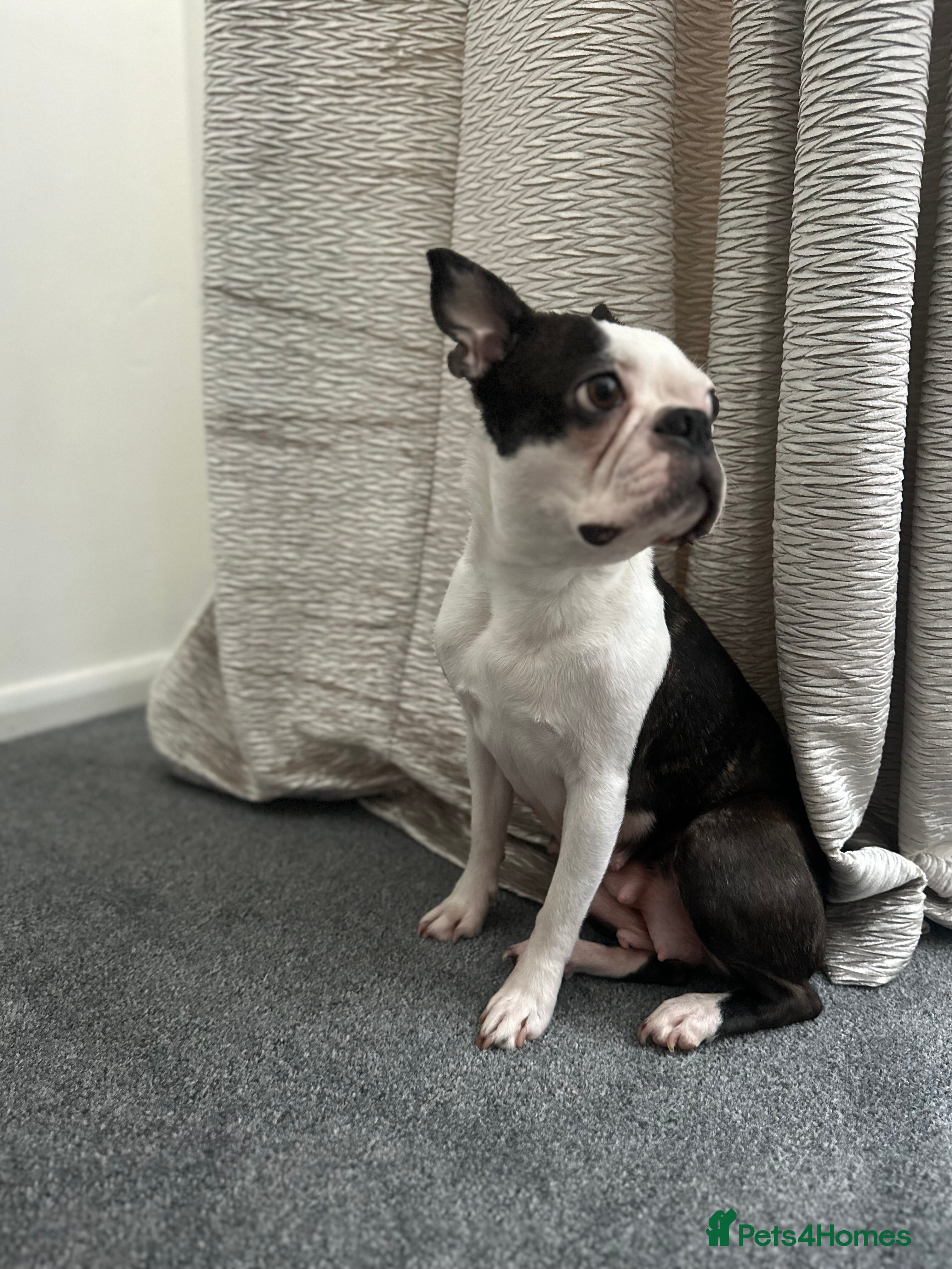 Boston Terrier dogs Boston Terrier Puppies  - Advert 5