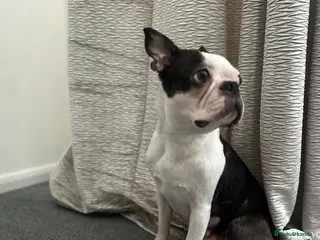 Boston Terrier dogs Boston Terrier Puppies - Advert 5