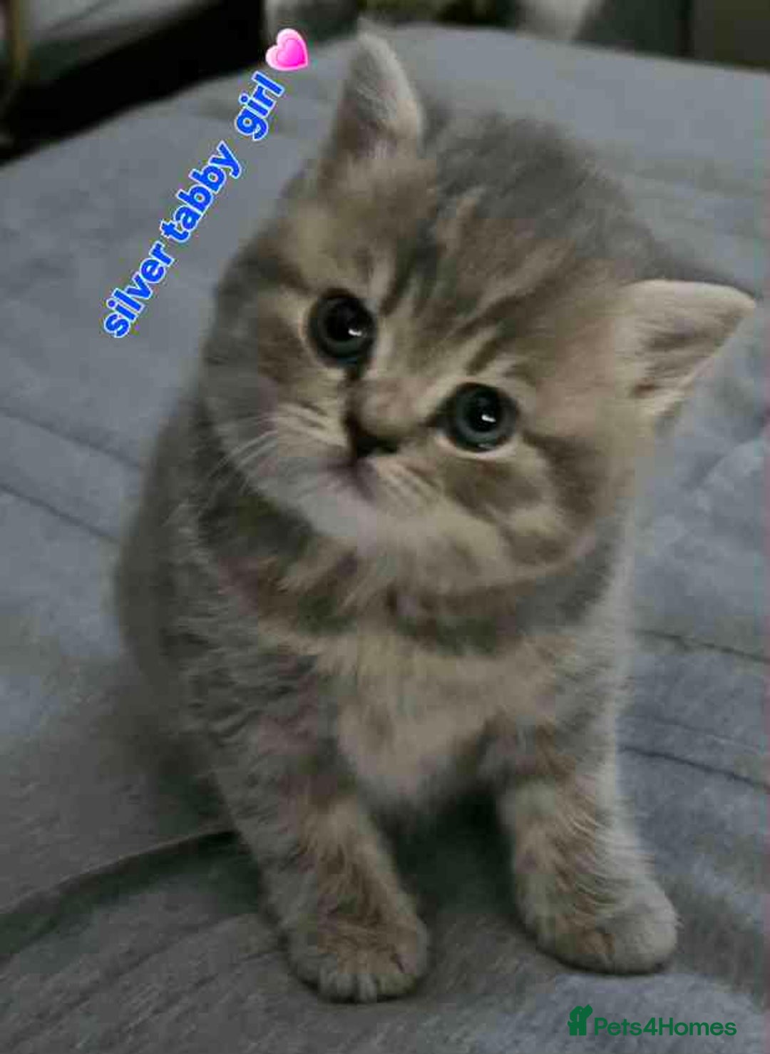 British Shorthair cats for sale: Stunning shorthairs  - Advert 6