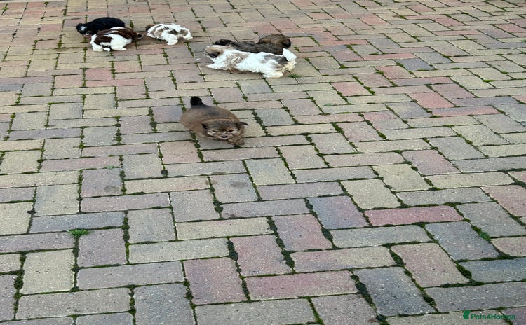 Havanese dogs Three beautiful Havanese  - Advert 2