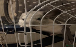 Chinchilla rodents for sale: Male chinchilla  - Image 3