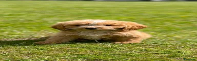 Cockapoo 1