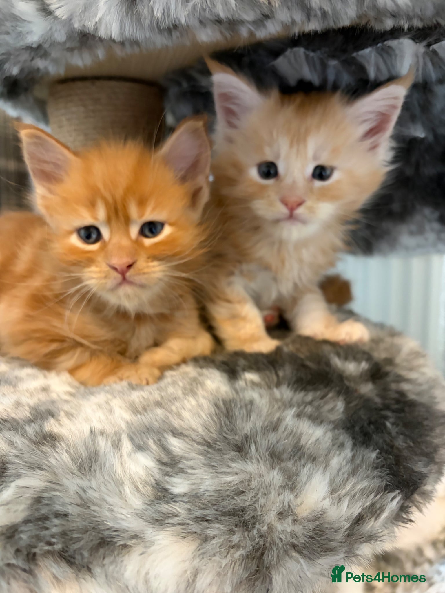 Maine Coon cats 🐈 Stunning Full Pedigree TICA Maine Coon Boys!! - Advert 15