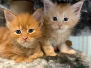 Maine Coon cats 🐈 Stunning Full Pedigree TICA Maine Coon Boys!! - Advert 15