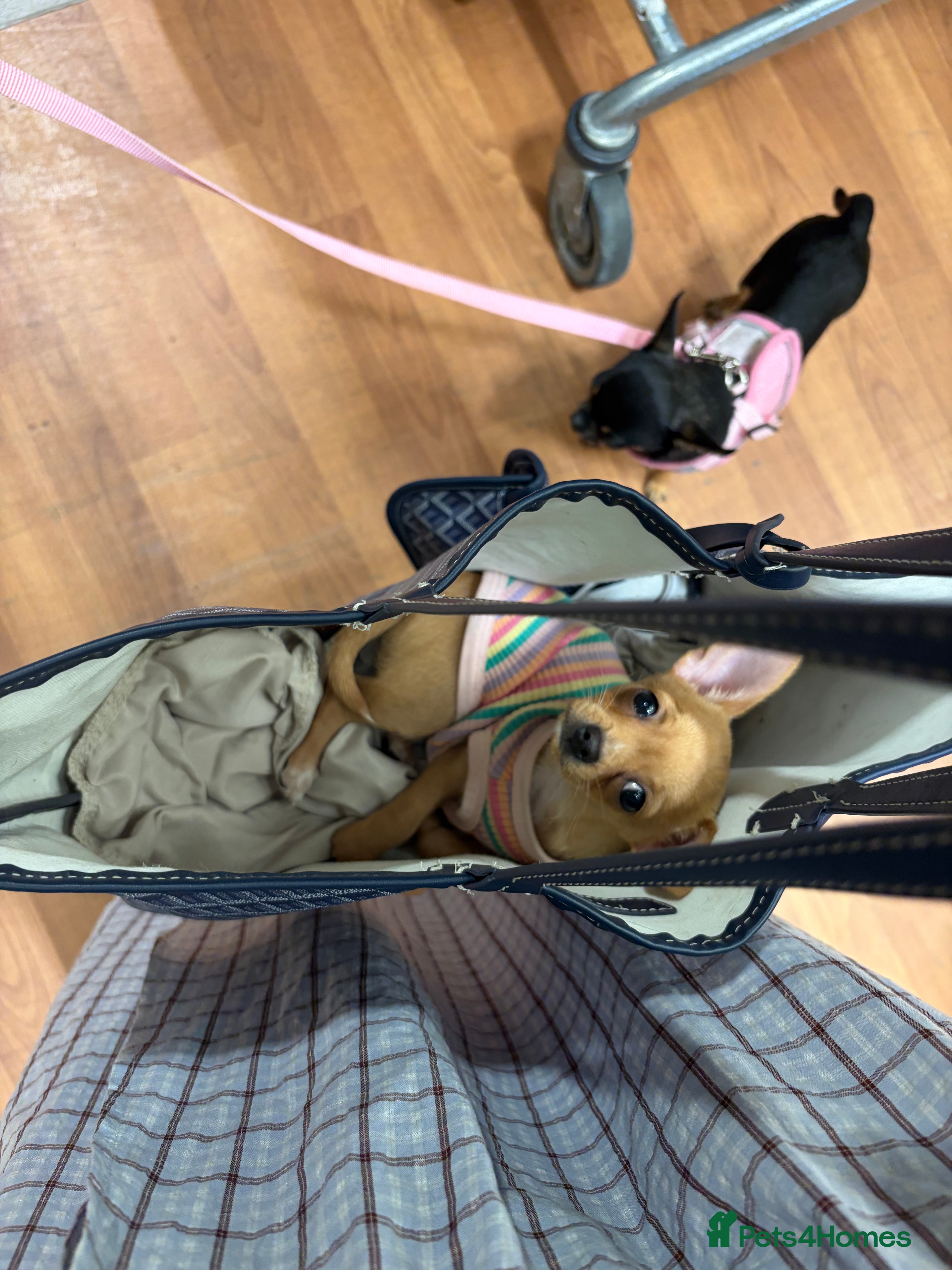 Chihuahua dogs 12 week old Chihuaha pups  - Advert 1