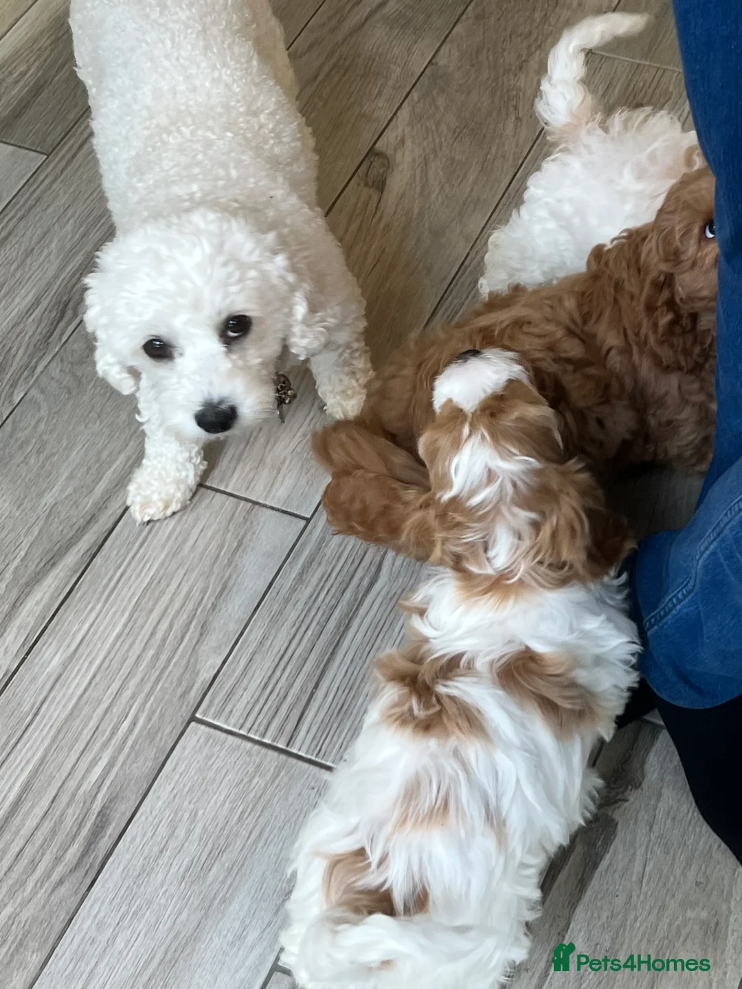 Mixed Breed dogs for sale: Cavachon puppies  - Advert 1
