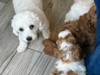 Mixed Breed dogs Cavachon puppies - Advert 2