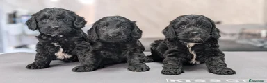 Cockapoo 2
