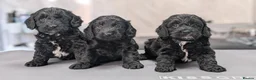 Cockapoo dogs for sale: Licensed breeder, health tested F1 cockapoos - Advert 37