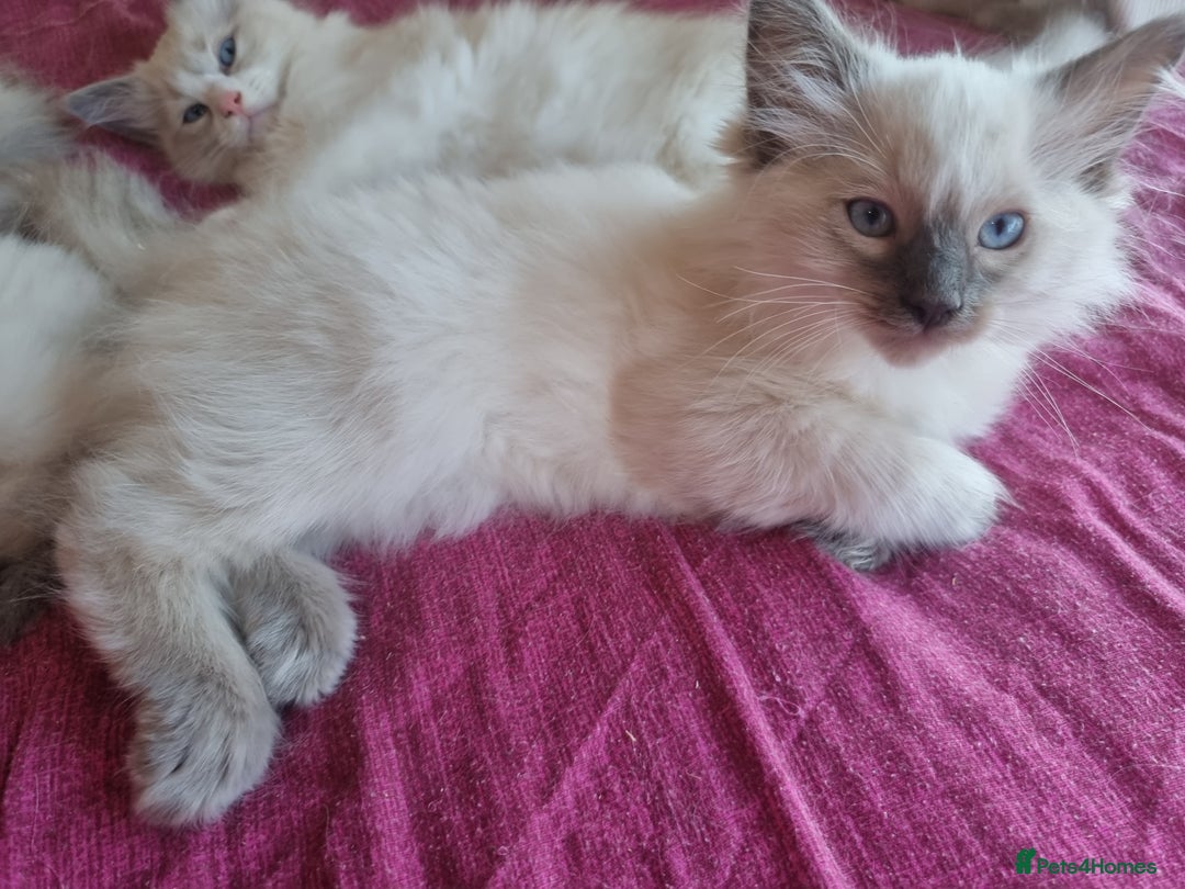 Ragdoll cats for sale: Beautiful ragdolls   - Image 13