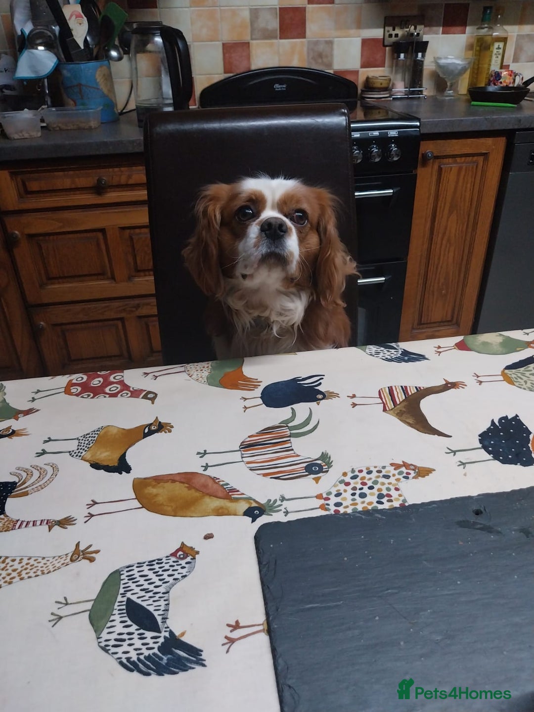 Cavalier King Charles Spaniel dogs for sale: Blenheim Cavalier King Charles spaniel puppies  - Advert 16