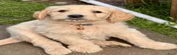 Goldendoodle dogs for sale: 💙 4 Gorgeous F1 Goldendoodle Boys 💙 - Advert 19