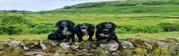 Cocker Spaniel dogs for stud: At stud  - Advert 3