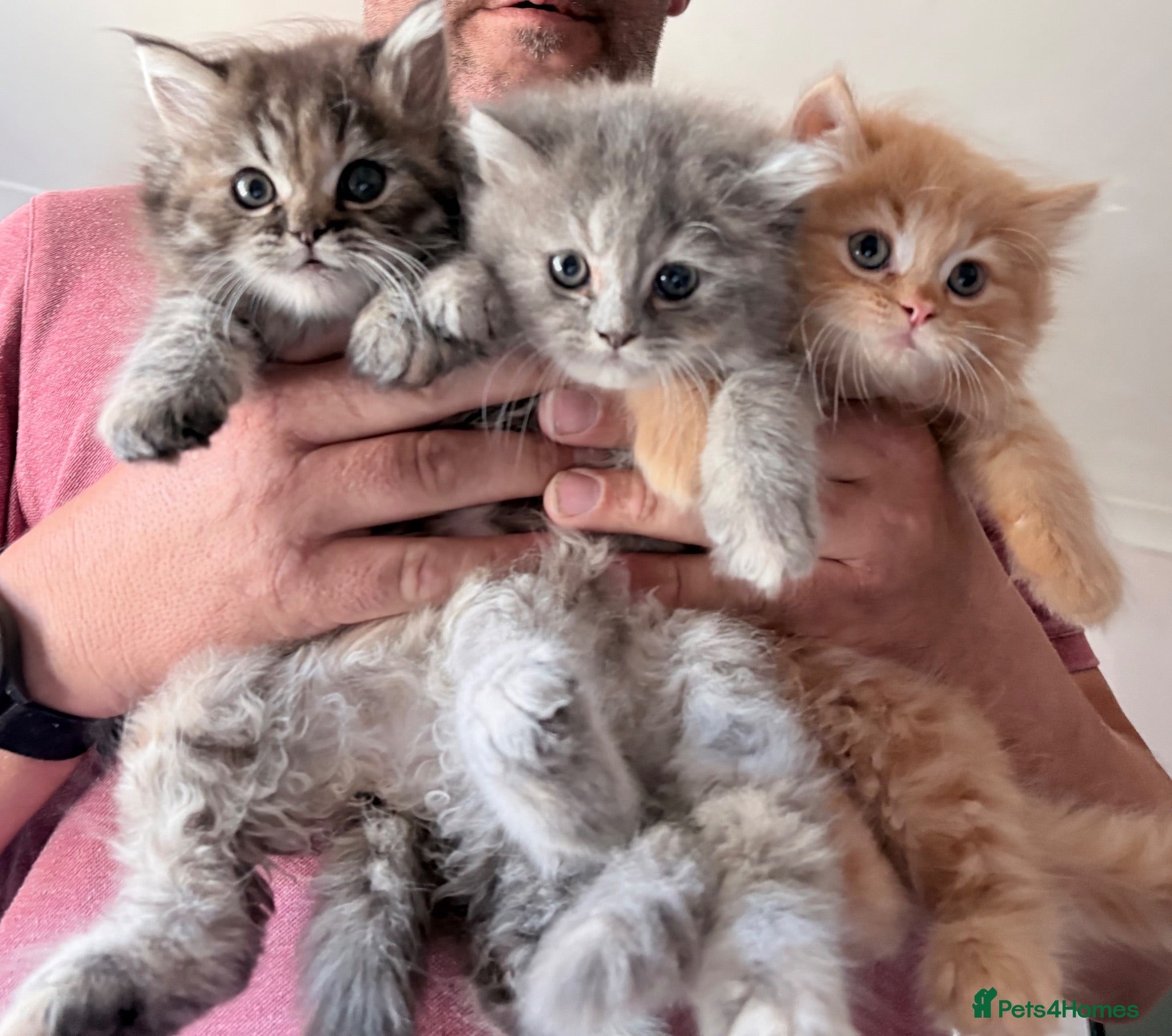 Mixed Breed cats Beautiful Persian cross kittens  - Advert 5