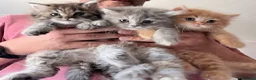 Mixed Breed cats for sale: Beautiful Persian cross kittens  - Advert 1