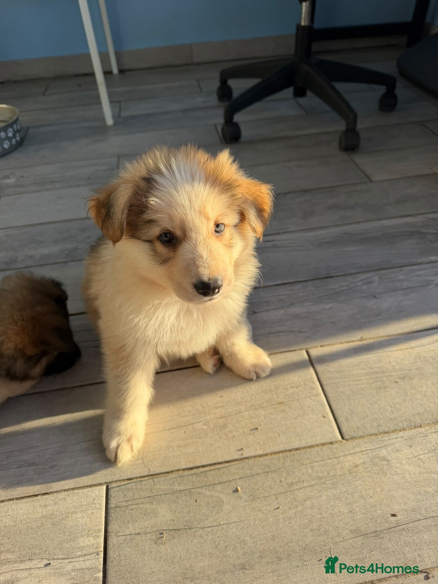 German Shepherd dogs for sale: German shepherd puppies for sale  - Advert 9