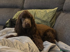 Cocker Spaniel dogs - Advert 13