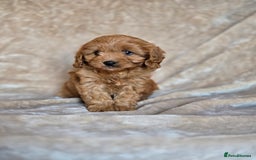 Cavapoo dogs for sale: Gorgeous Fox Red Cavapoo health tested parents  - Image 16