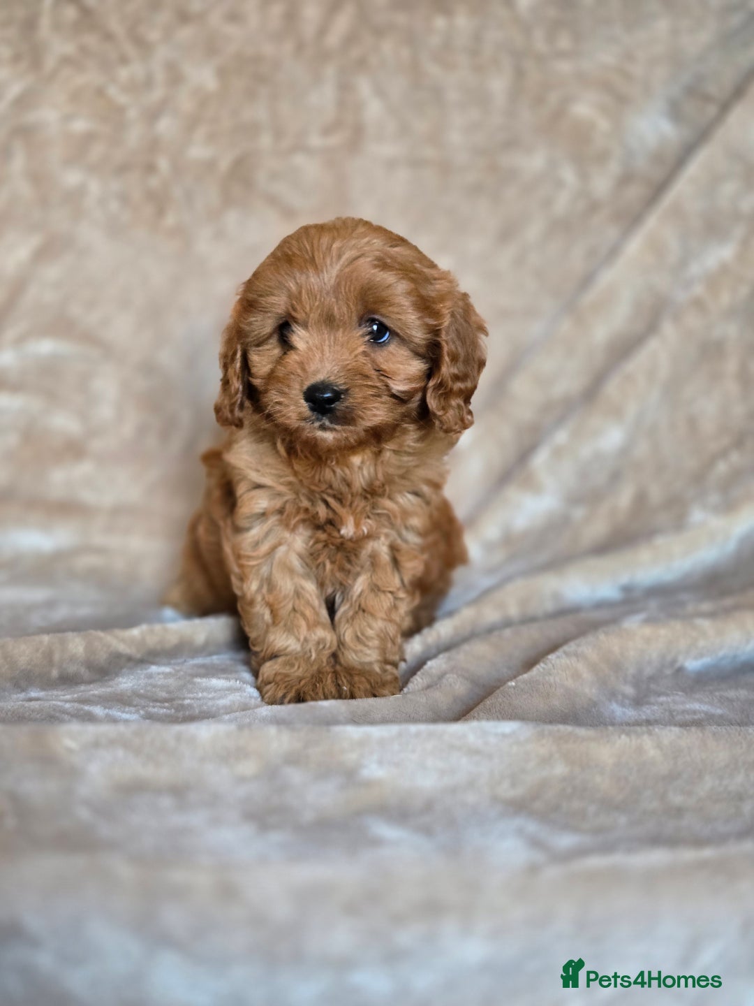 Cavapoo dogs for sale: Gorgeous Fox Red Cavapoo health tested parents  - Image 16