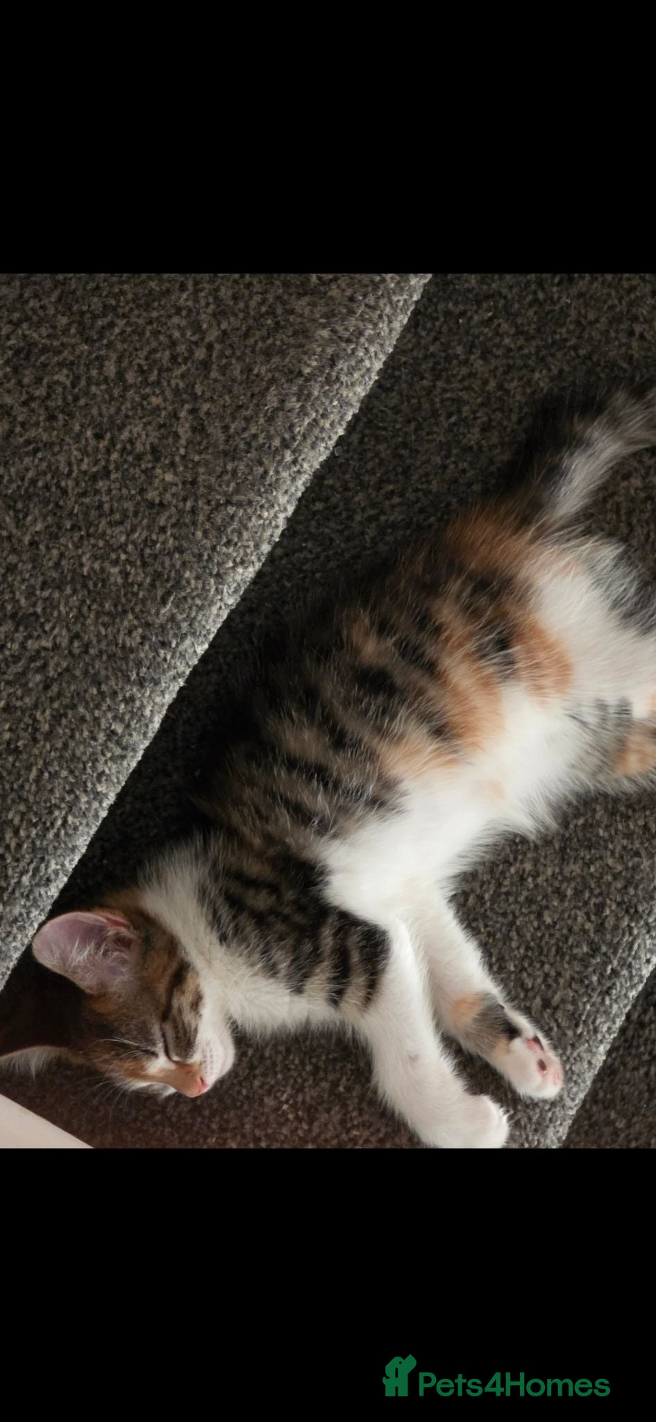 Mixed Breed cats Calico Female kitten 16 weeks - Advert 2