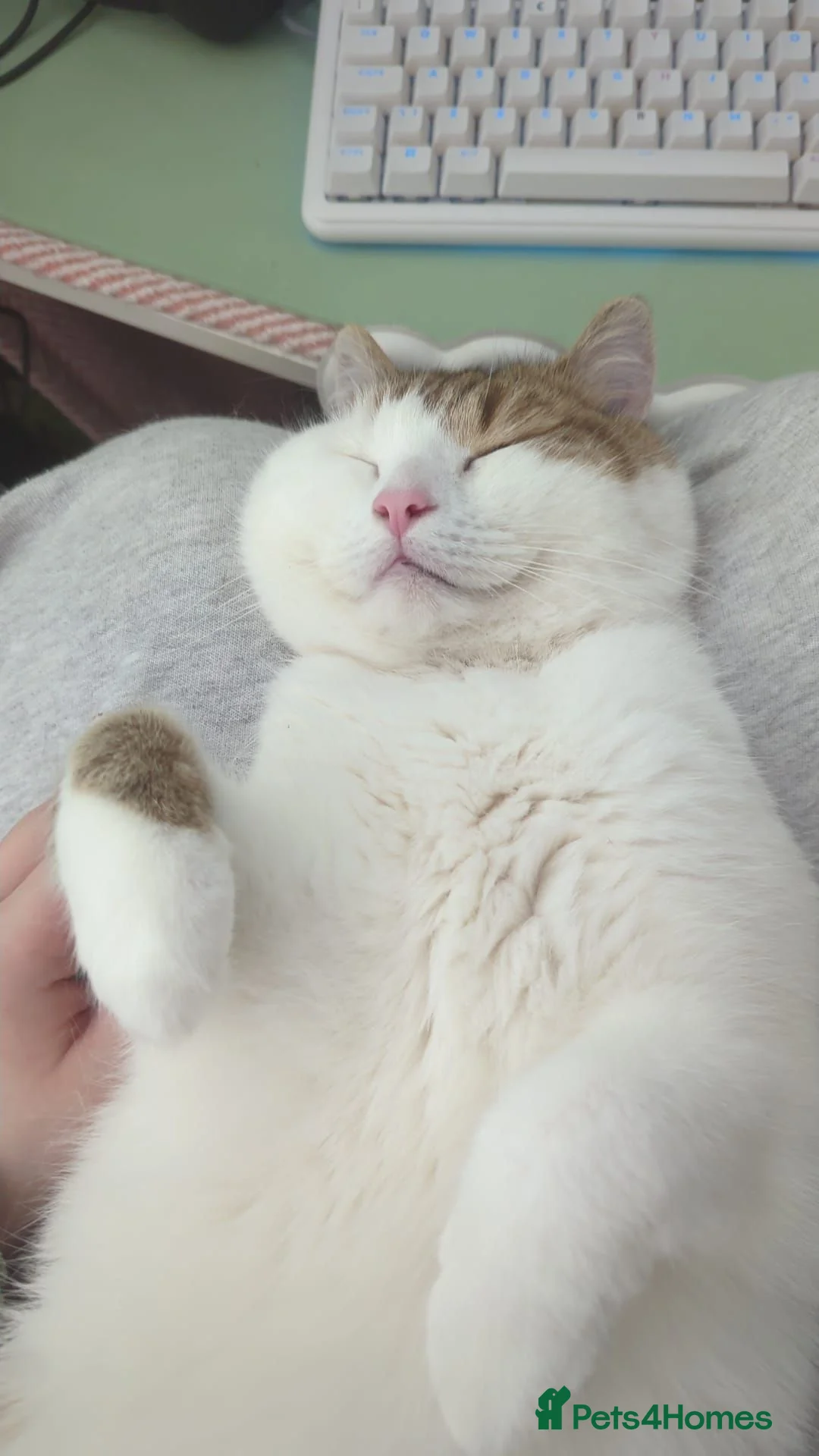 Mixed Breed cats for sale: Teddy - Advert 2