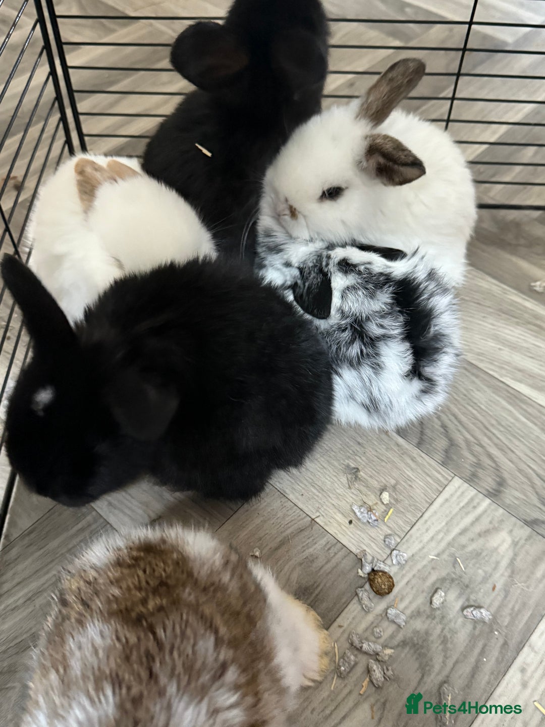 Mini Lop rabbits for sale: 🐰🐰 Mini Lop Rabbit’s 🐰🐰 - Image 8