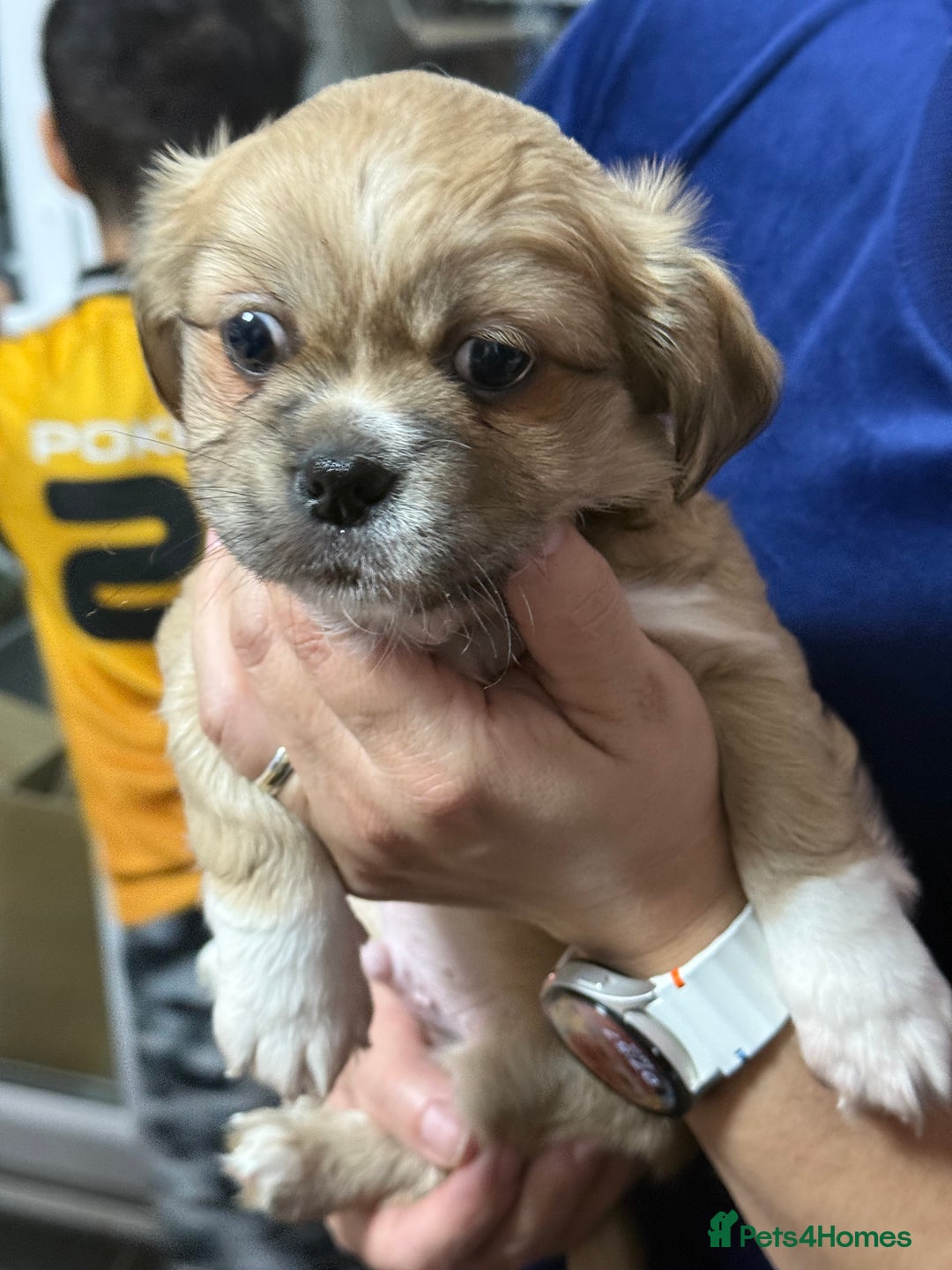 Tibetan Spaniel dogs for sale: Tibetan spaniel  - Advert 6